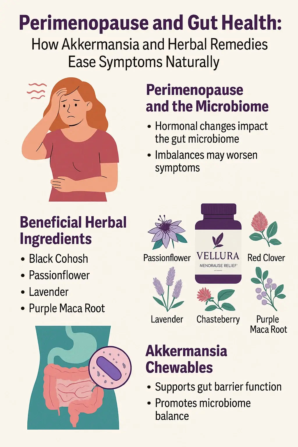 Perimenopause Gut Health: How Akkermansia and Herbs Help