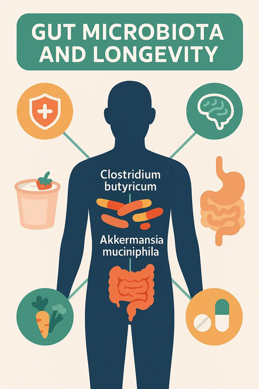 Gut Microbiota and Longevity: How to Support Healthy Aging Through Diet and Lifestyle