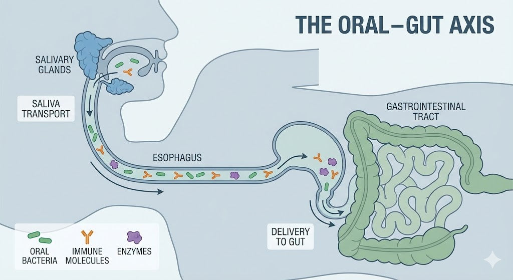 Diagram illustrating the oral–gut axis, showing saliva transporting oral bacteria, immune molecules, and enzymes from the mouth to the gastrointestinal tract