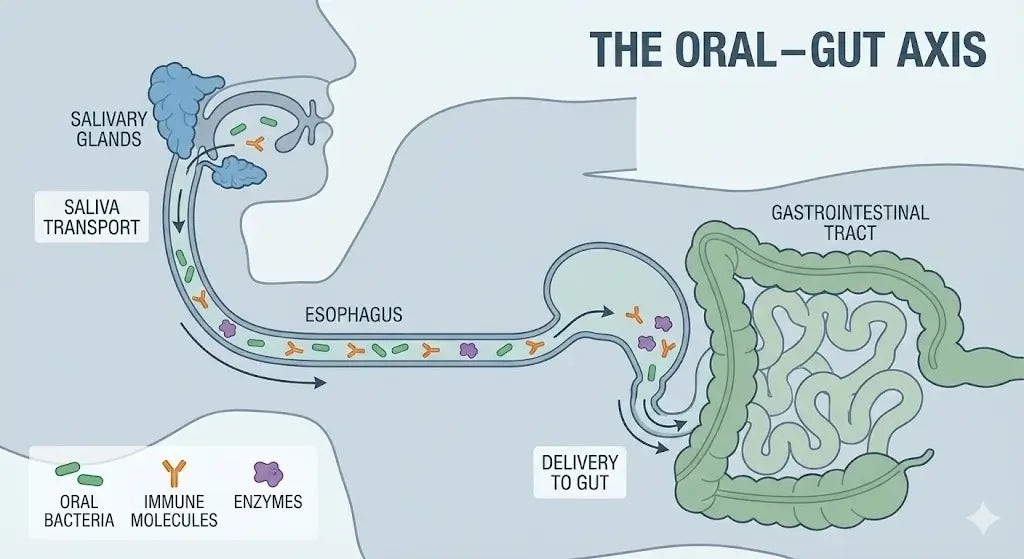 How Mouth Microbes Shape Gut Health, Digestion, and Overall Health