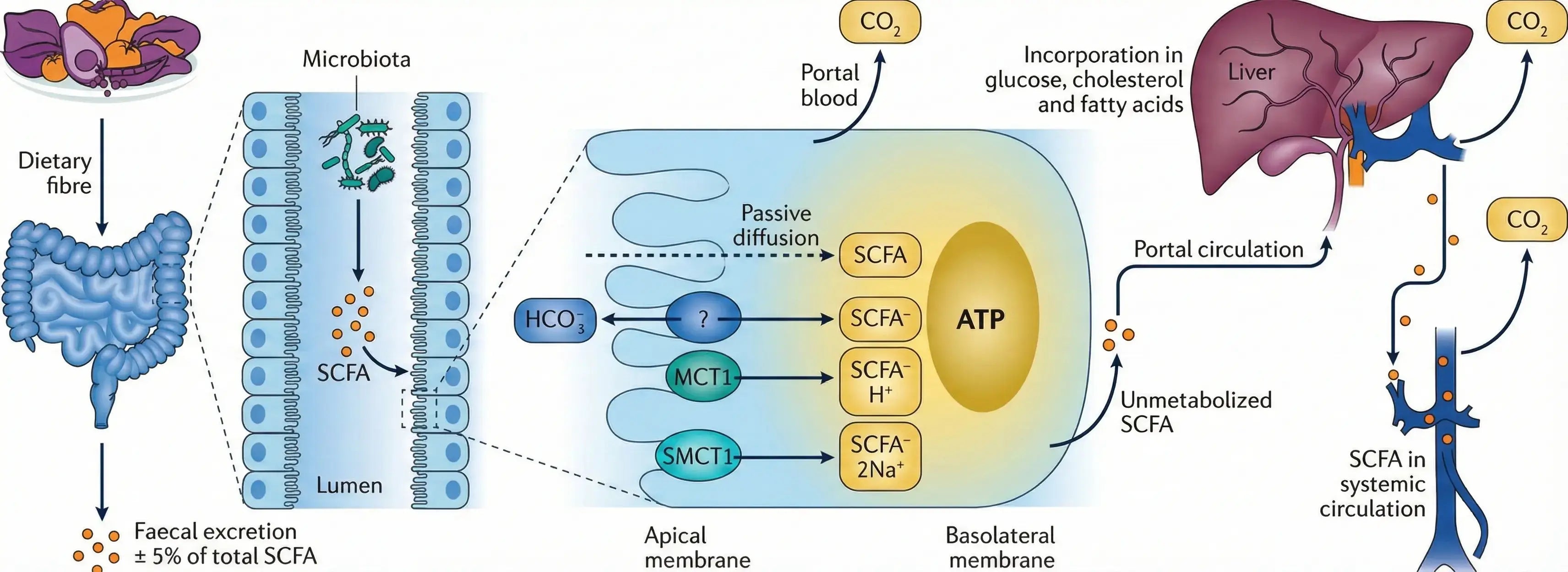 Fiber Isn’t the Hero: How Prebiotics, Microbes, and SCFAs Shape Gut and Metabolic Health