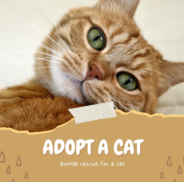 Cat Ownership Benefits: Improve Gut Health and Microbiome Diversity with Akkermansia Probiotics