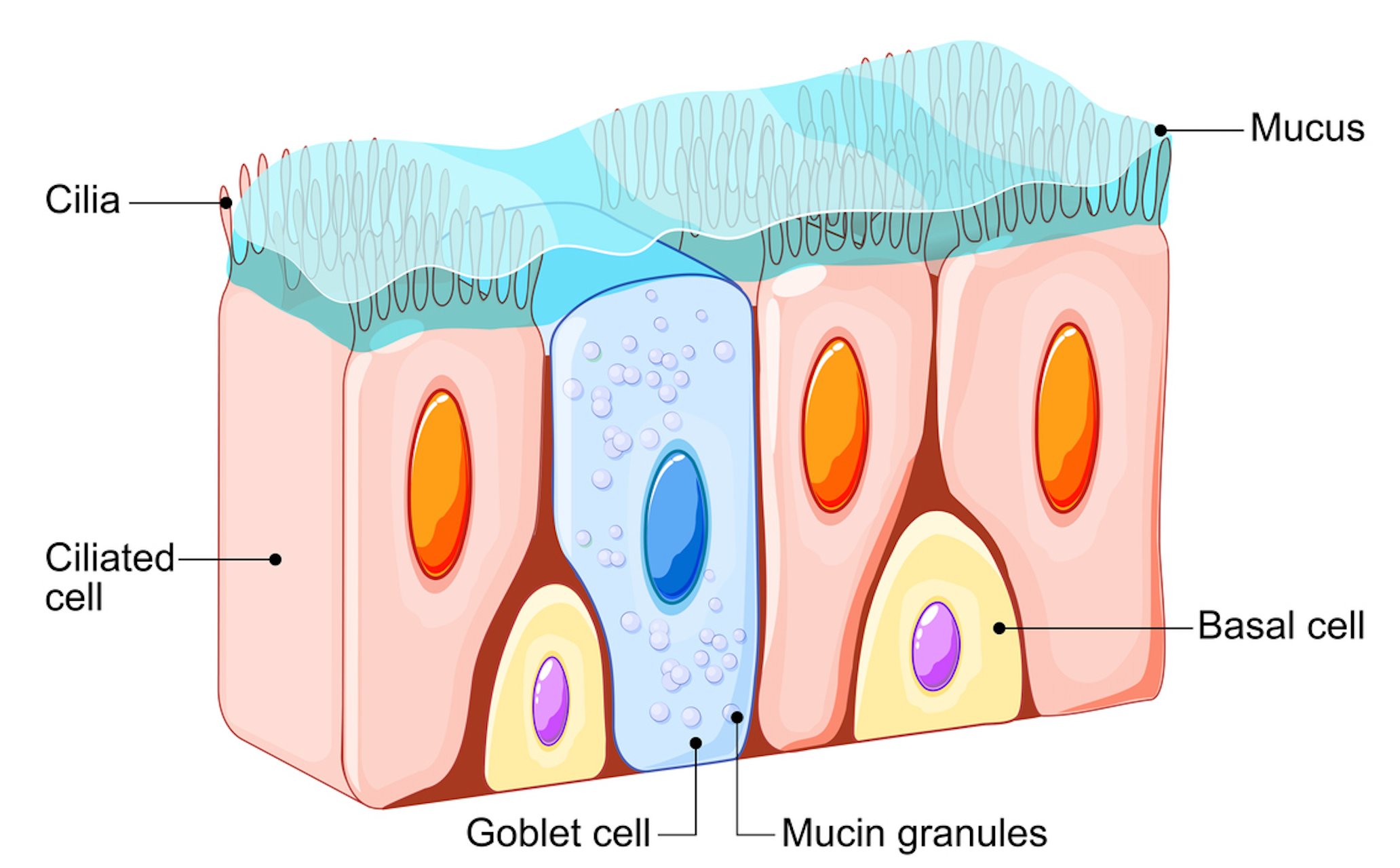 Akkermansia muciniphila supporting gut mucosal integrity