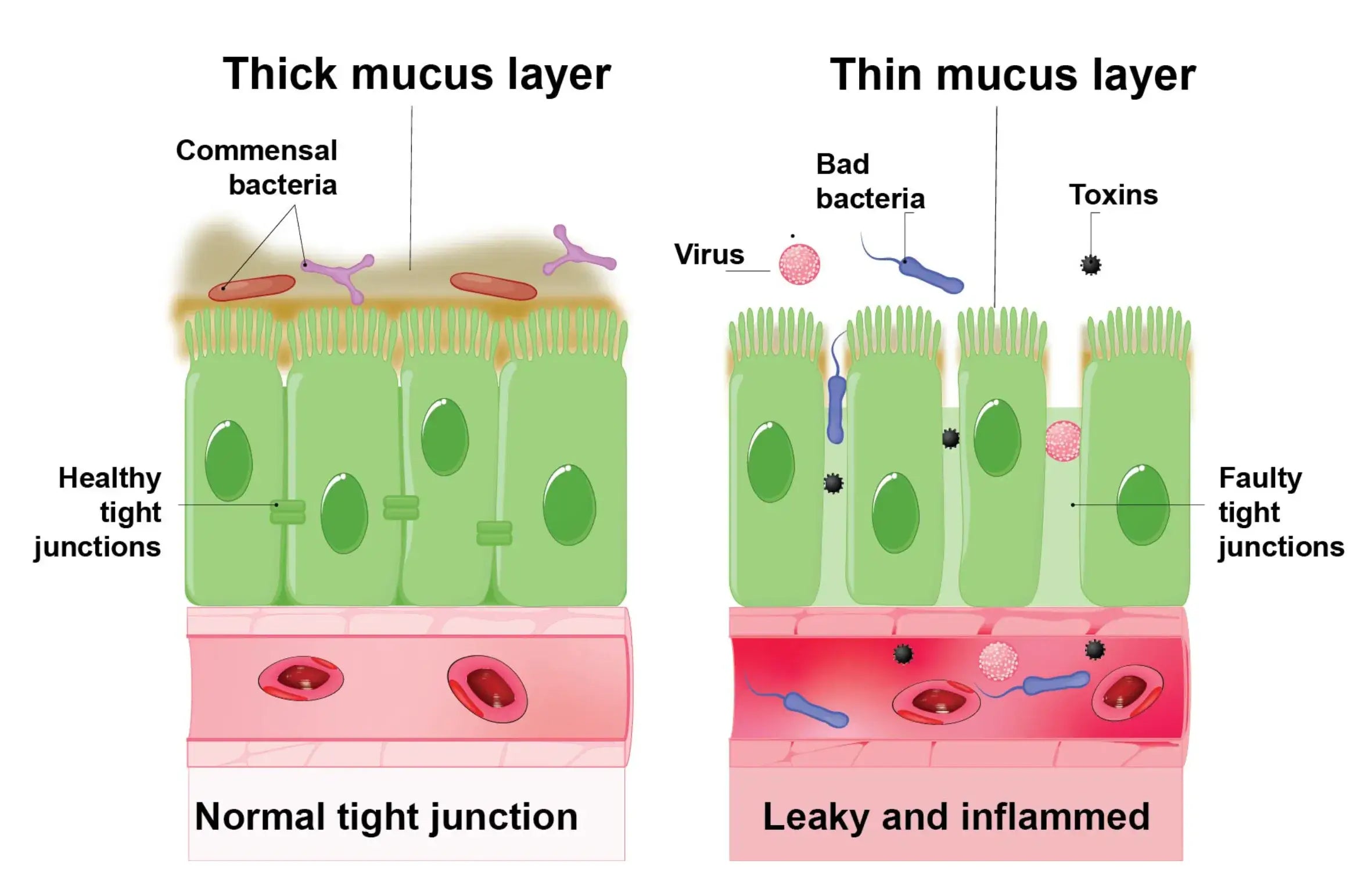 How the Gut Microbiome, SCFAs and GLP-1 Support Metabolism Naturally