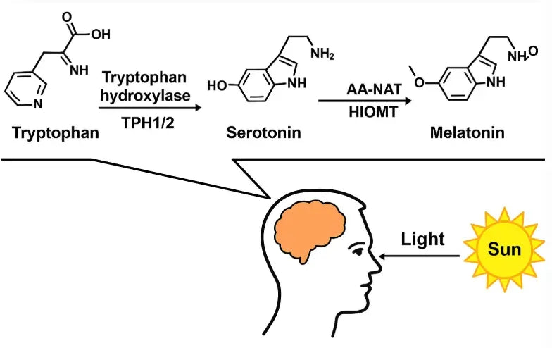 How Does the Gut Microbiome Influence Melatonin, Cortisol, and Sleep?