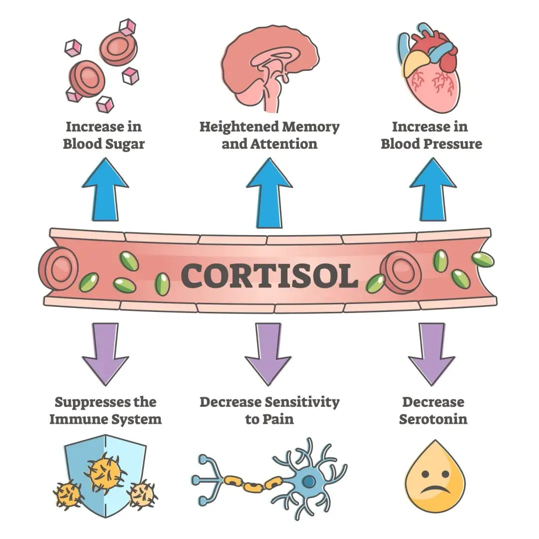 Cortisol, Circadian Rhythm and the Microbiome Stress Loop Explained