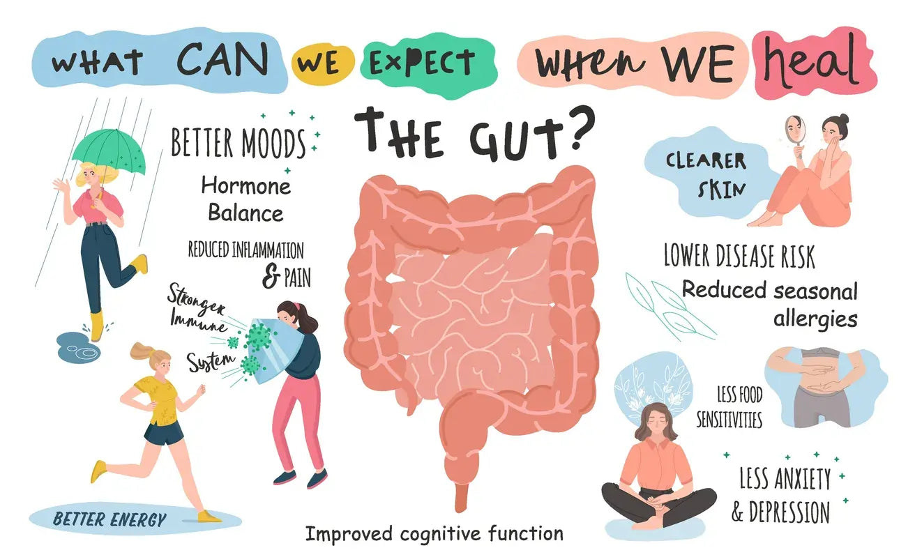 How Akkermansia, Probiotics, and Prebiotics Support Gut Microbiome Health