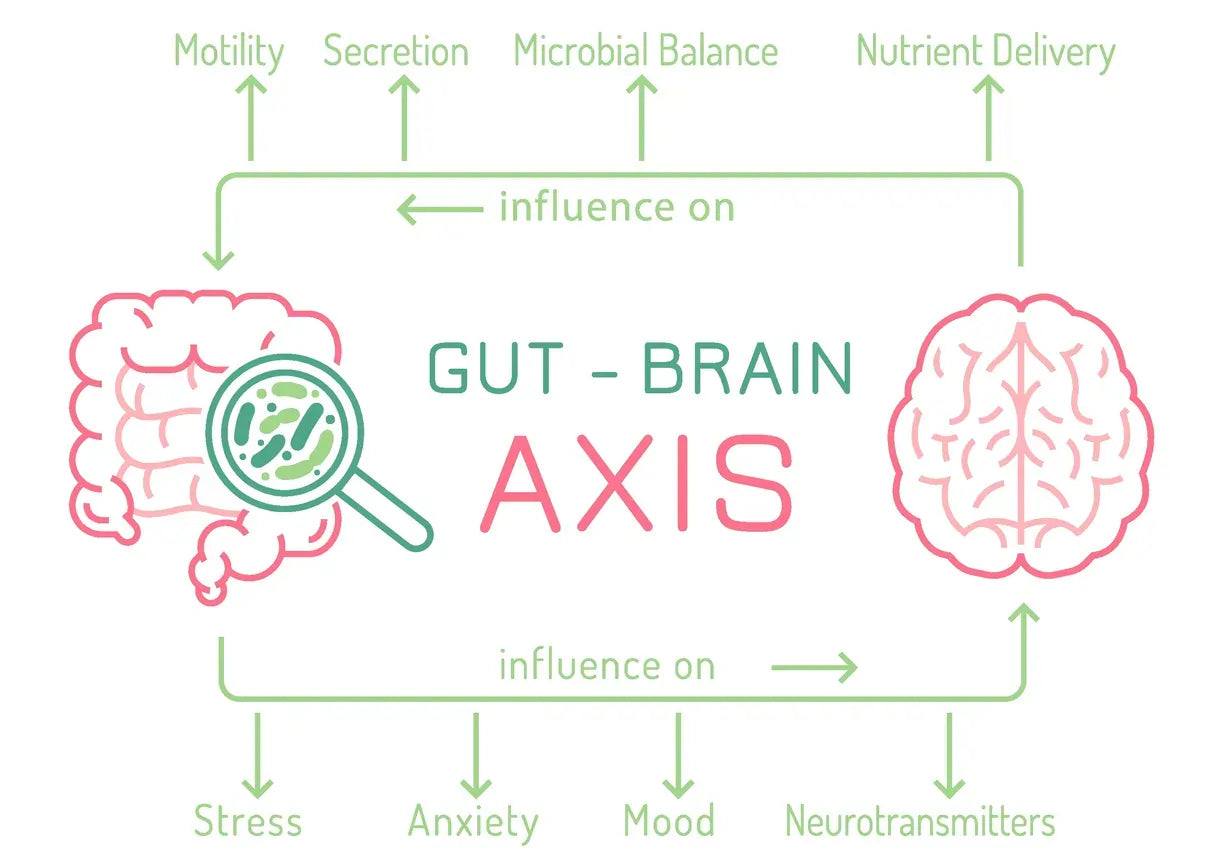 Gut-Brain Axis: How Microbes Shape Mood, Stress, Appetite, and Brain Signaling
