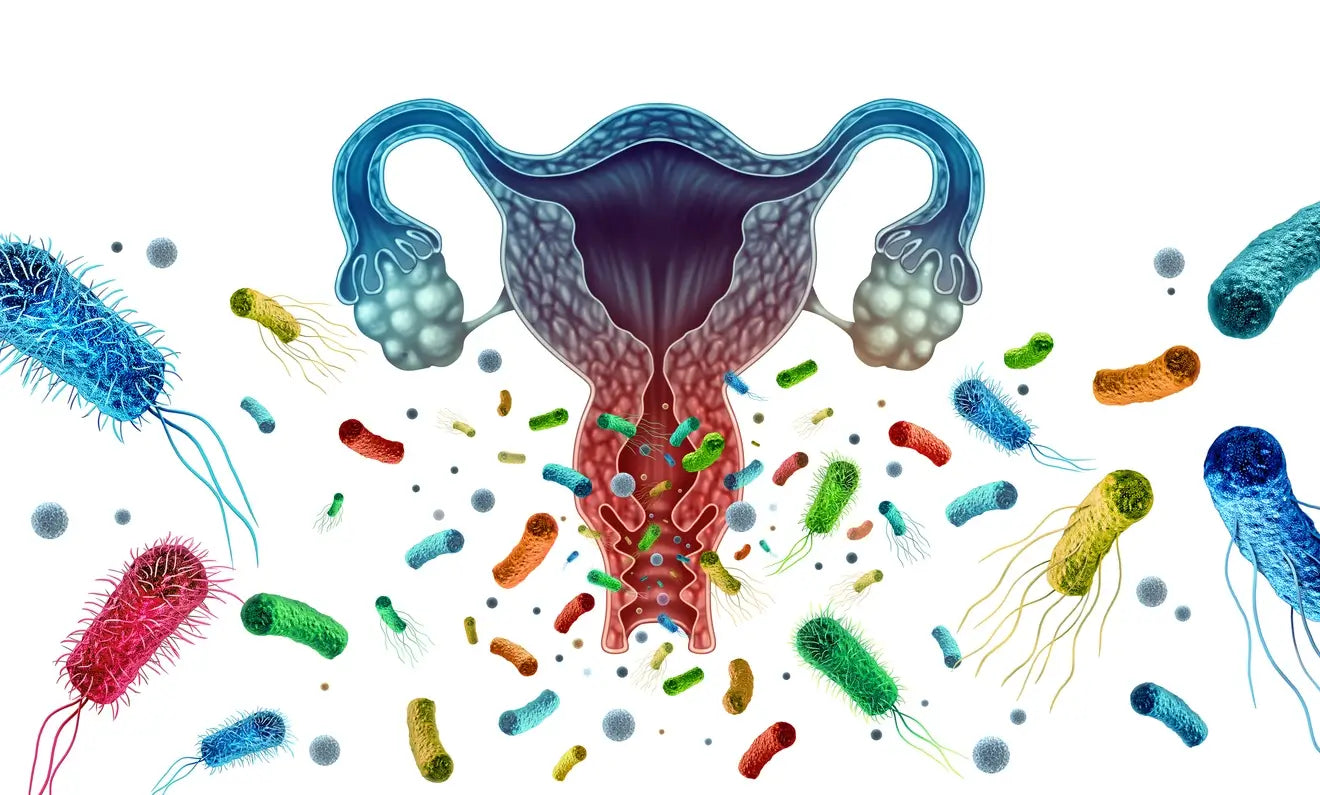 How the Gut Microbiome Shapes Menopause Symptoms