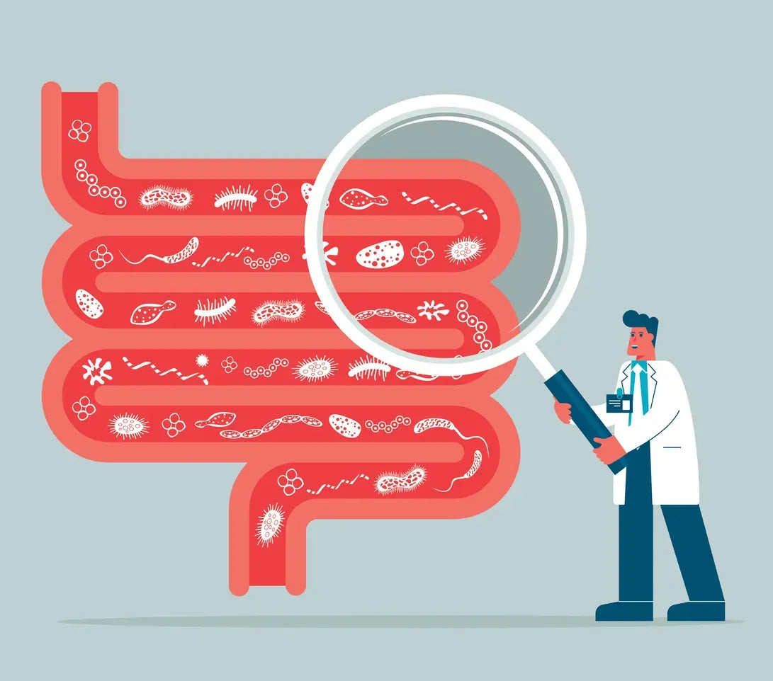 How Probiotics Support Gut Health and Improve Digestive Balance