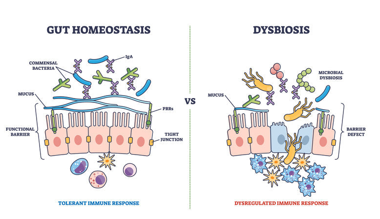 Illustration representing the connection between the oral microbiome, gut health, immune signaling, and metabolic regulation along the oral–gut axis.