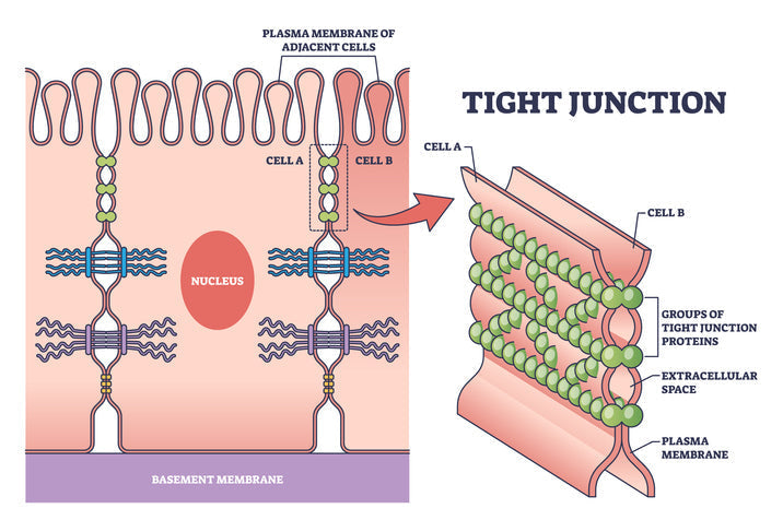 Scientific illustration of gut barrier structure showing the mucus layer, epithelial cells, tight junctions, and microbiome interactions regulating intestinal integrity.