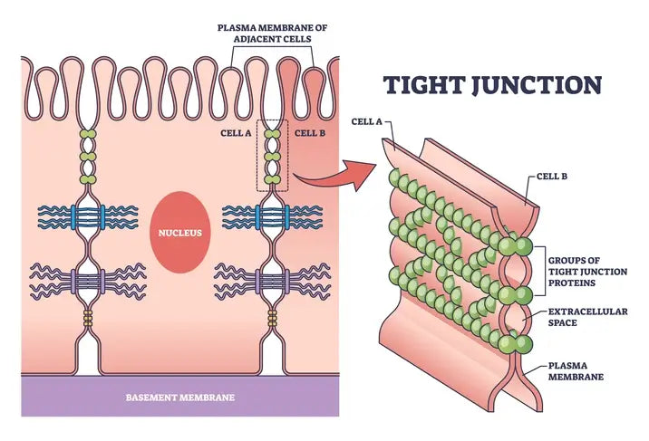 Gut Barrier Health: How the Gut Lining Works and Why It Matters