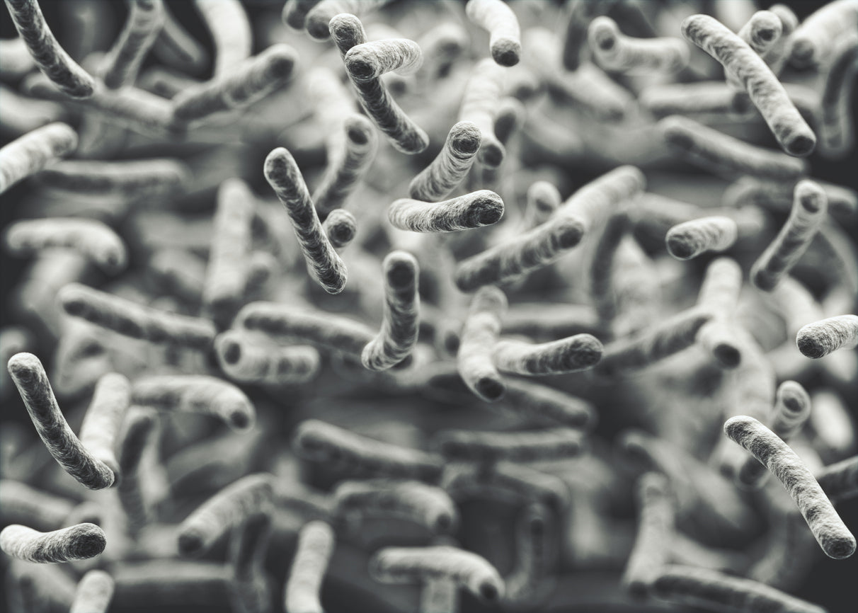 Digestive probiotics supporting gut microbiota balance