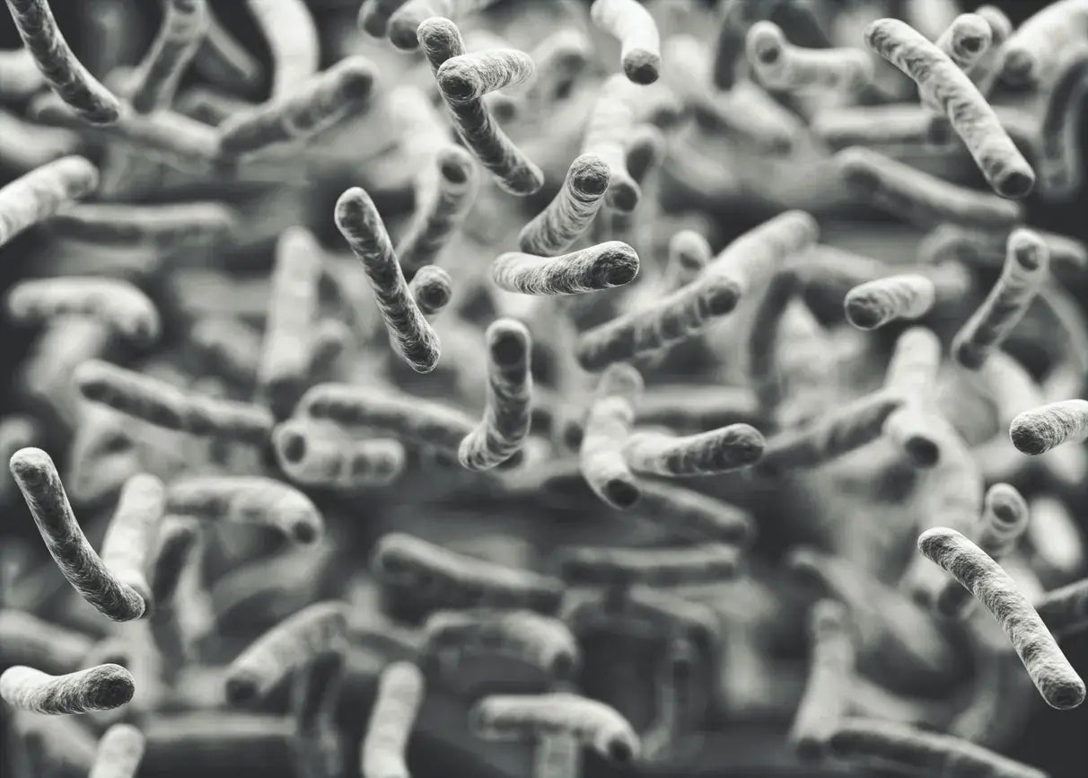 scanning electron micrograph depicting rod-shaped bacteria, such as Lactobacillus