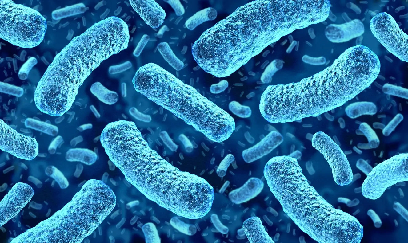 Why Akkermansia Matters for Gut and Microbiome Health