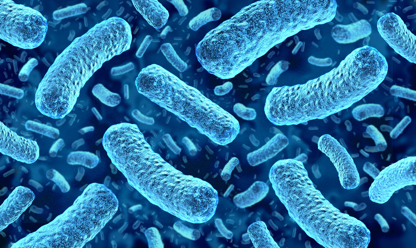 Akkermansia Probiotic Supplement for Gut Health