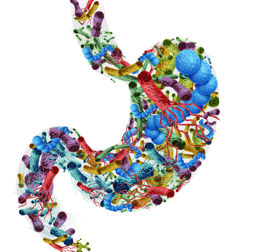 Human microbiome cluster: oral–gut axis, gut–brain axis, development, and future science