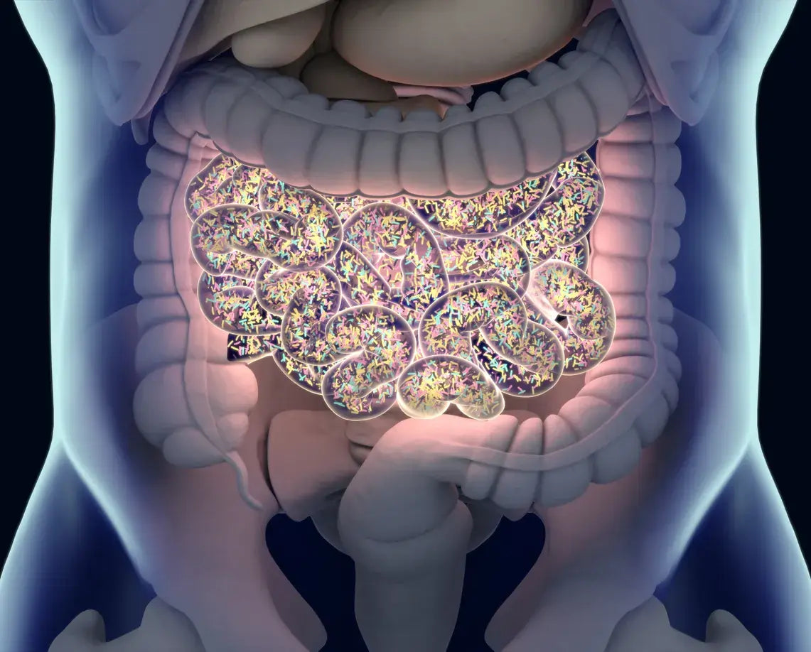 Can Probiotics Help With Bloating and Gas? What the Evidence Shows
