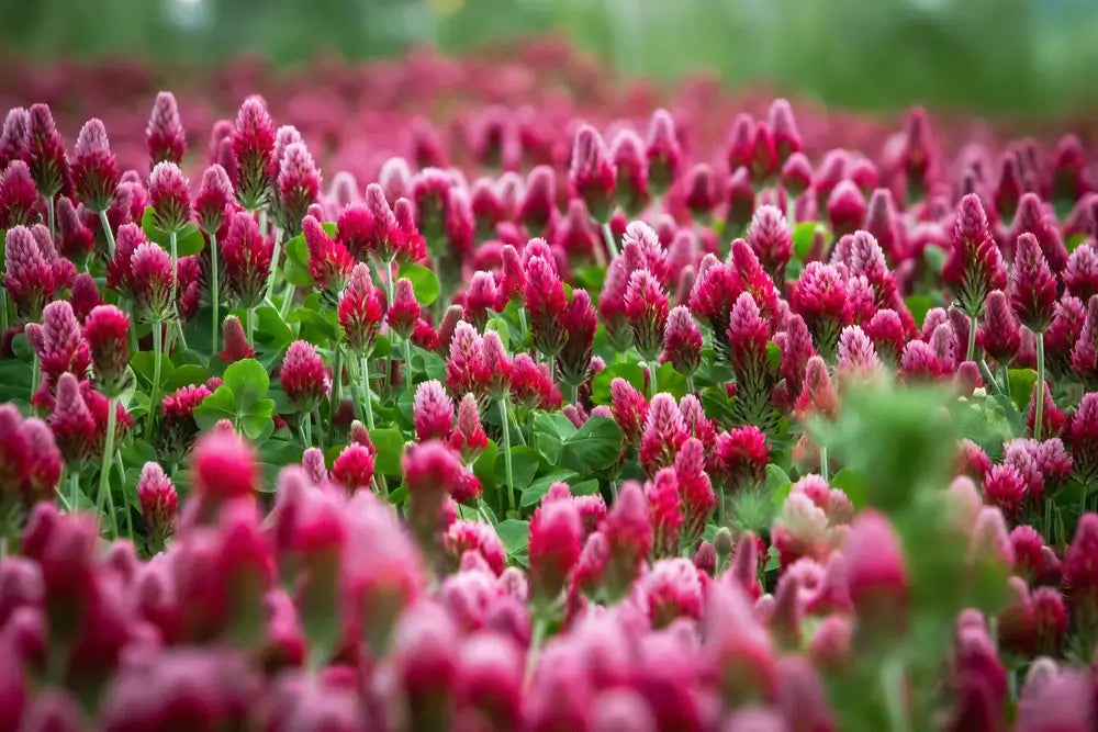 Can Natural Menopause Relief Without Hormones Work?