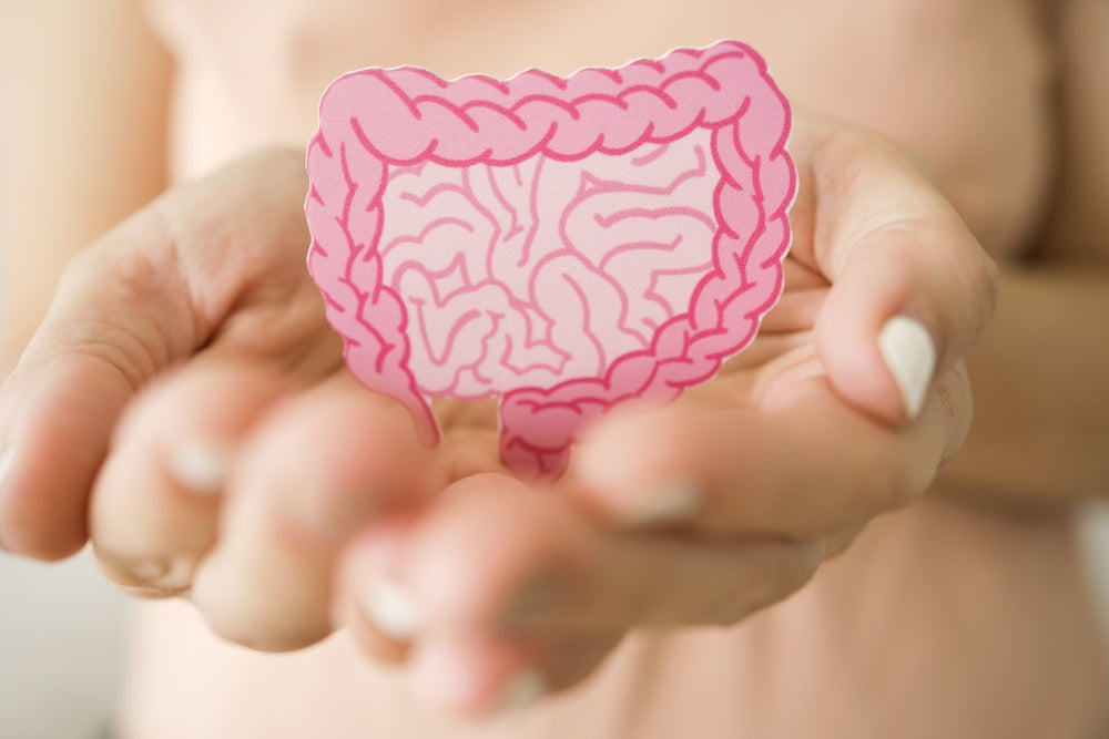 Digestive wellness visualization highlighting gut microbiome balance, intestinal barrier integrity, and digestive health.