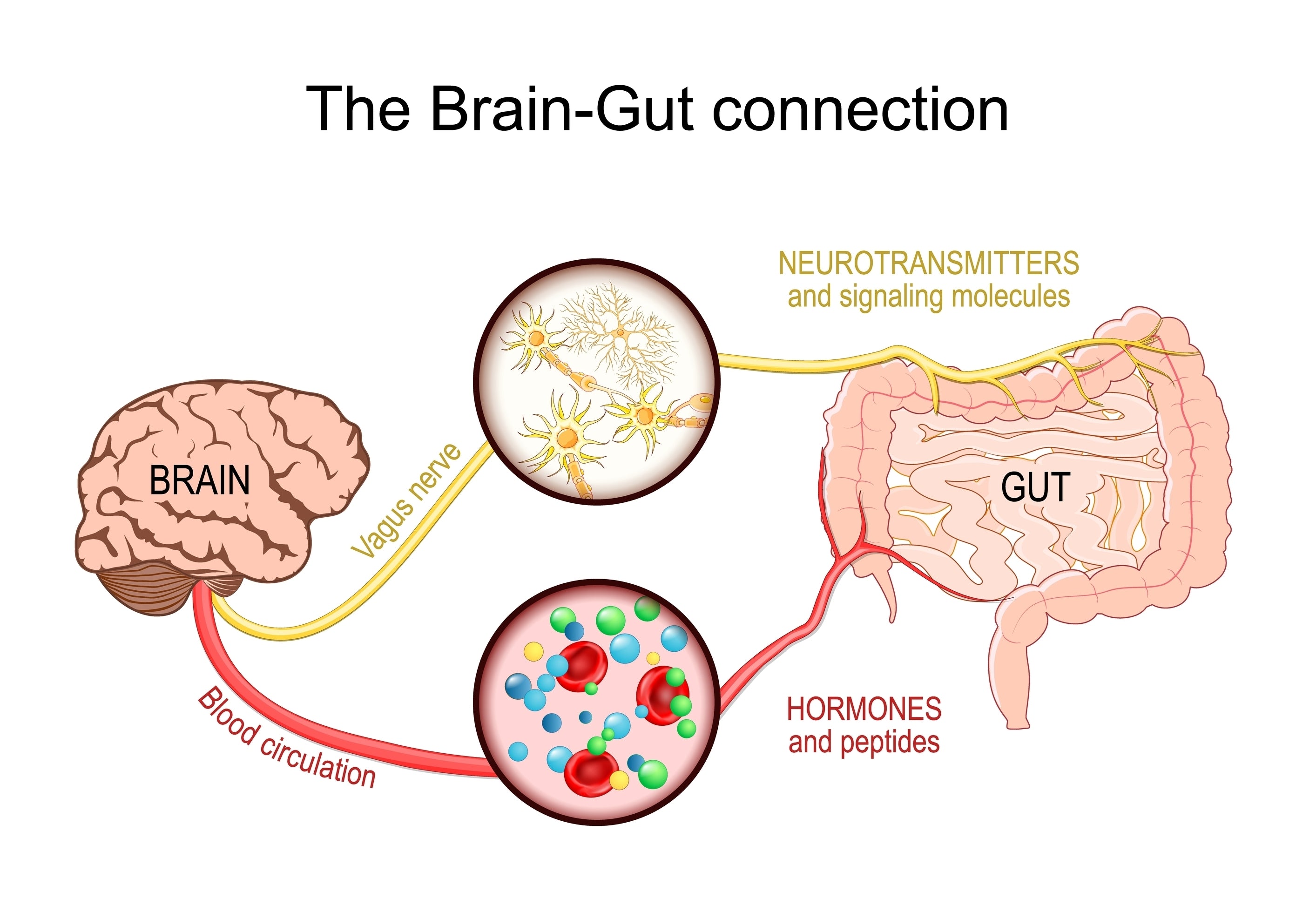 GLP-1 & The Gut: How the Microbiome Controls Appetite