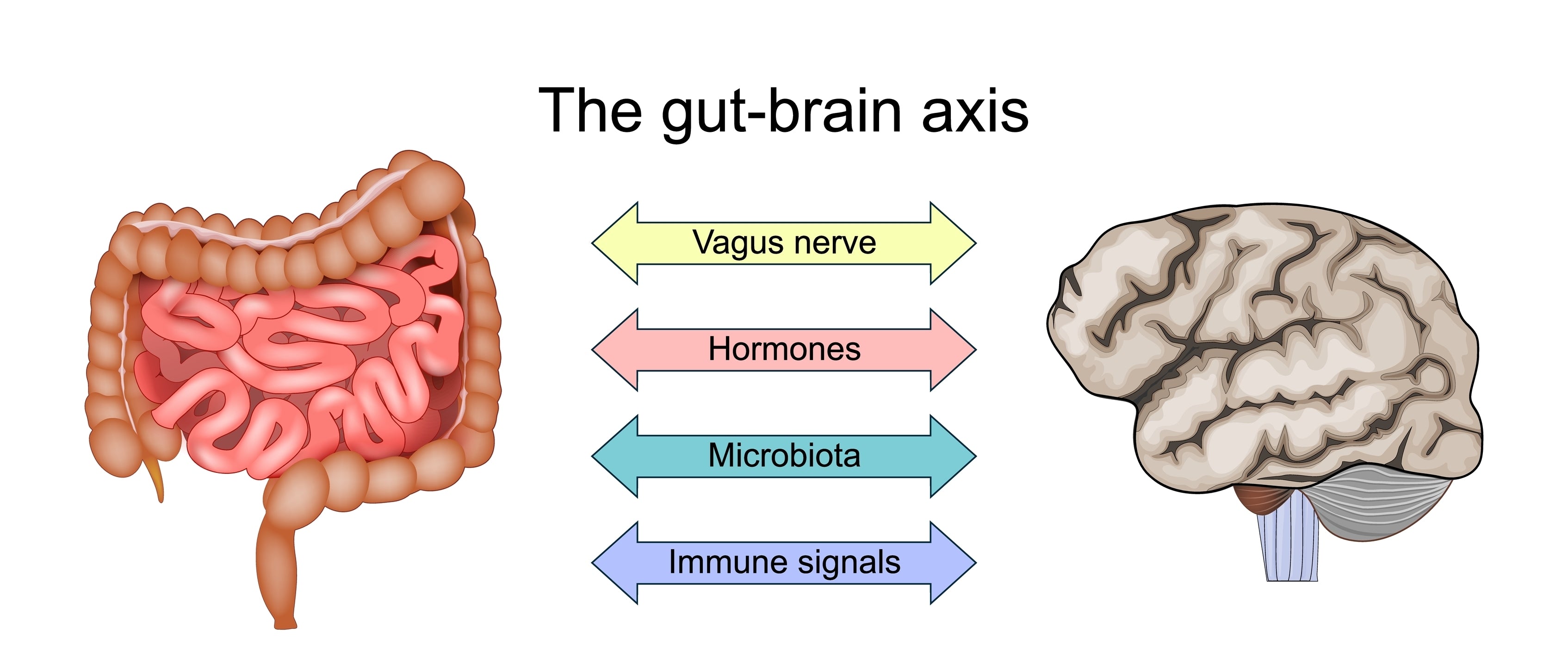 Stress, Gut–Brain Axis & Sleep: Microbiome Disruption