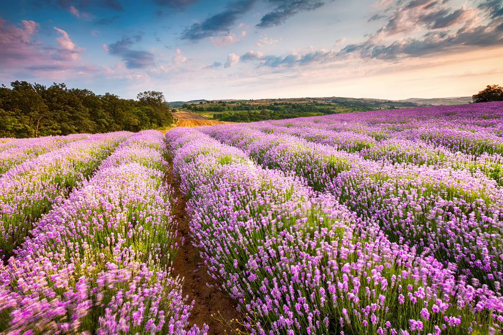 What Herbal Ingredients Are Used for Menopause Symptom Relief?