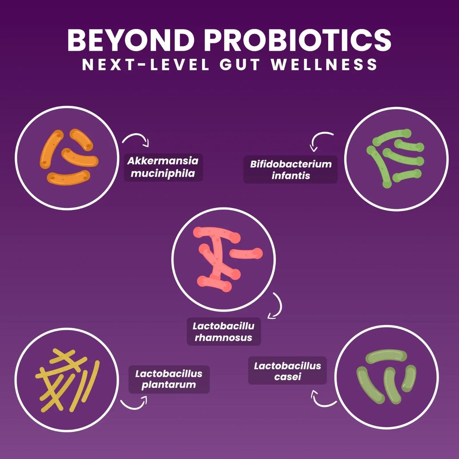 Illustration of key probiotic strains used in advanced gut wellness